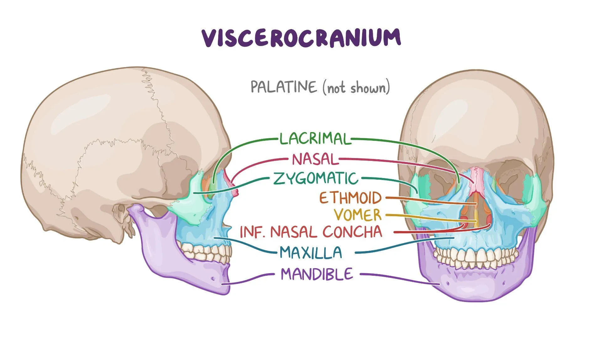 <p>Posterior to the two nasal bones are the<strong> lacrimal bones,</strong> which are situated on the _</p>