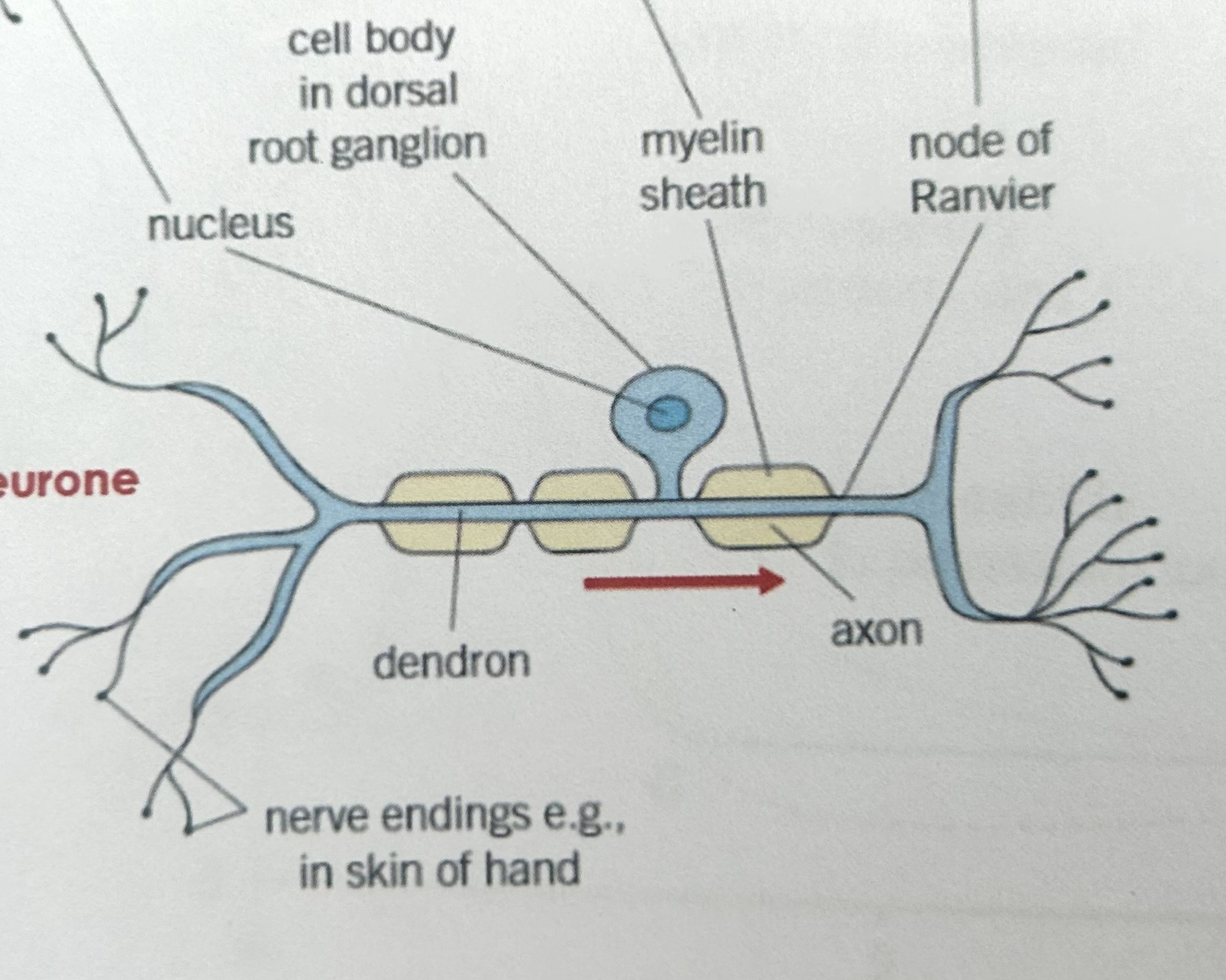 <p>what does this image show</p>