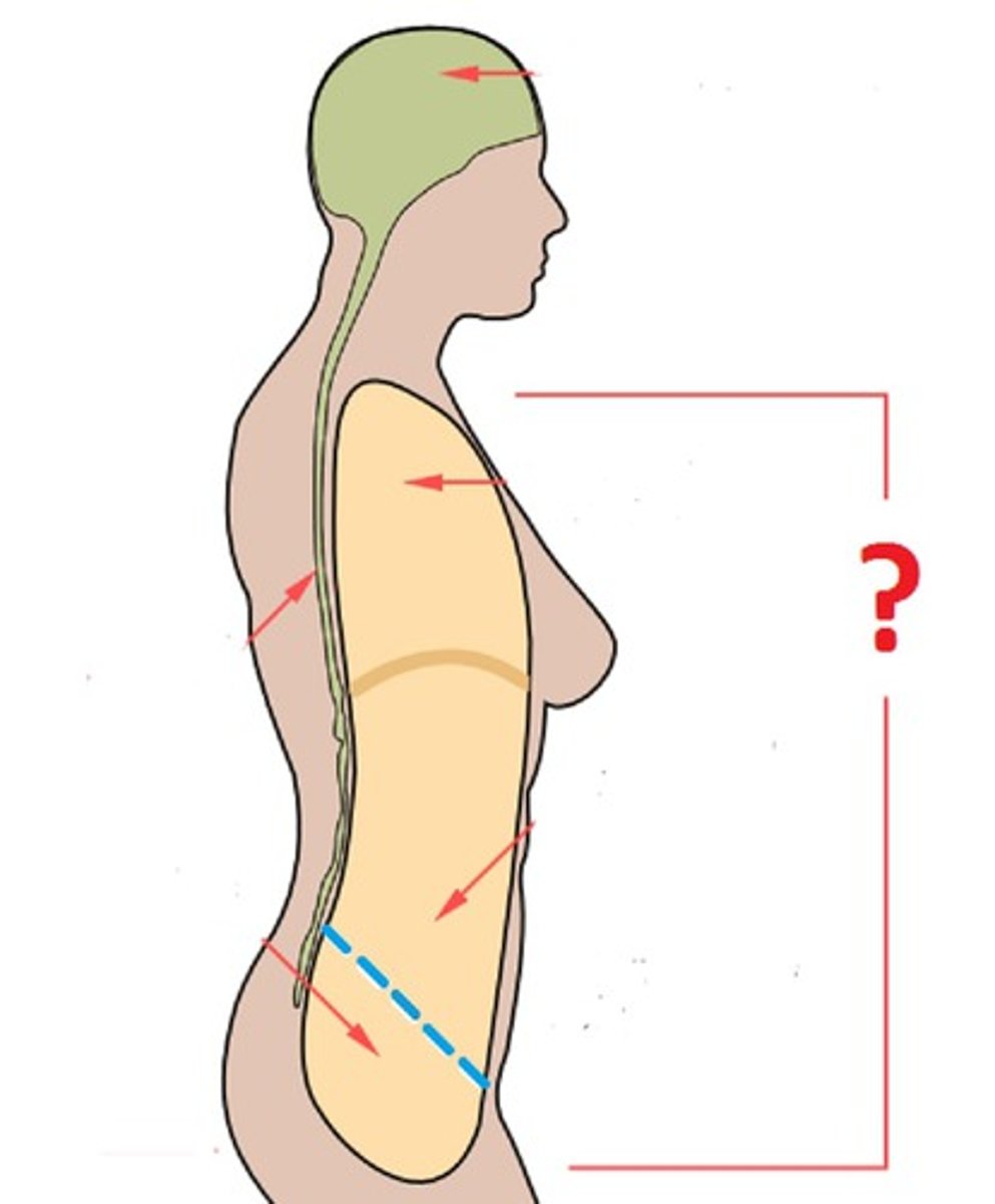 <p>from the shoulder to pelvis</p>