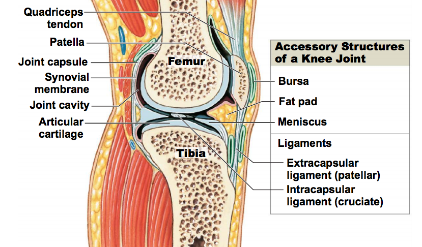 <p>Name the structural components of a synovial joint </p>