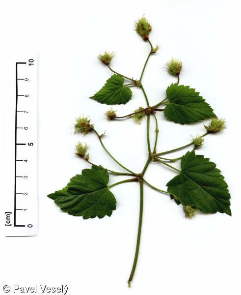 <p>Hopfen</p>