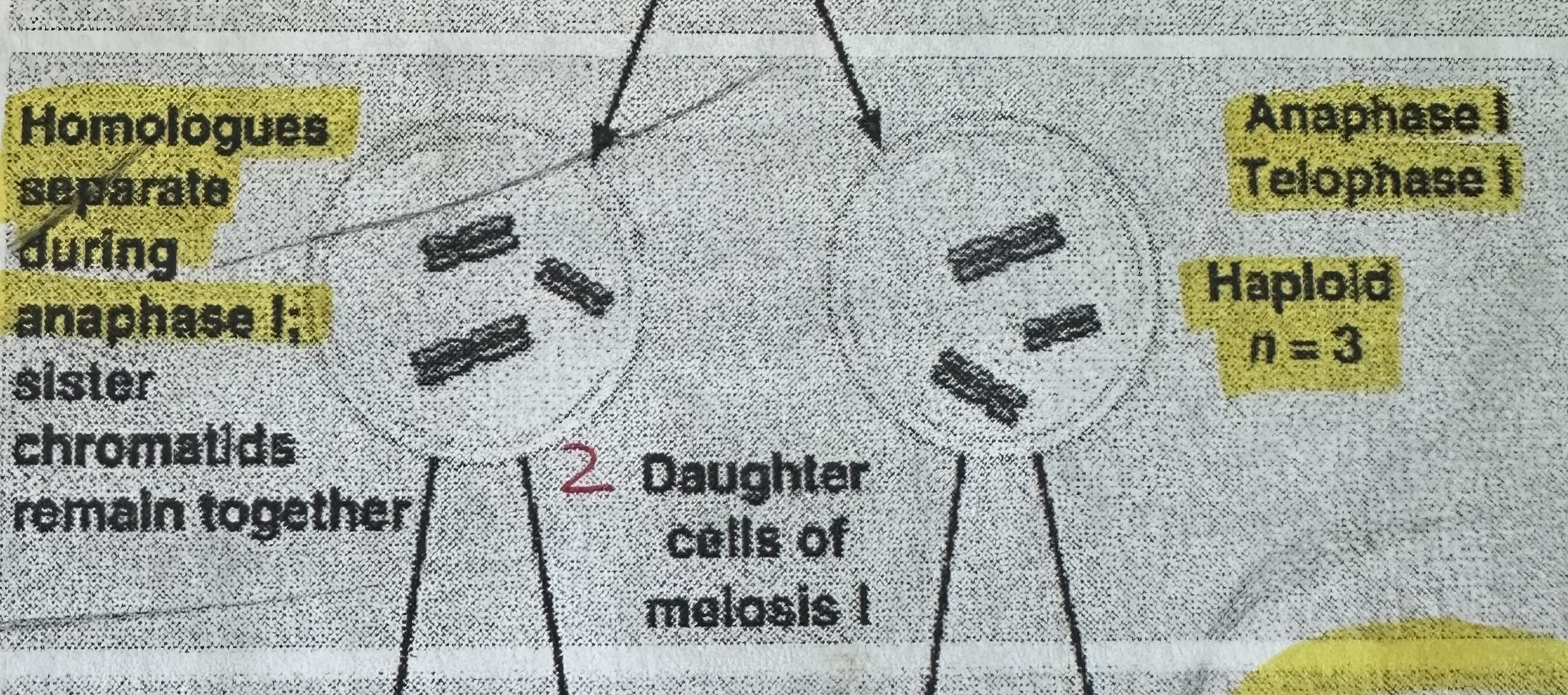 <p>each daughter cell have half # of chromosome in parent cell. One homologous chromosome of each homologous choromosomes pair in each daughter cell.</p>