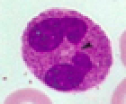 <p>Identify leukocyte:</p>