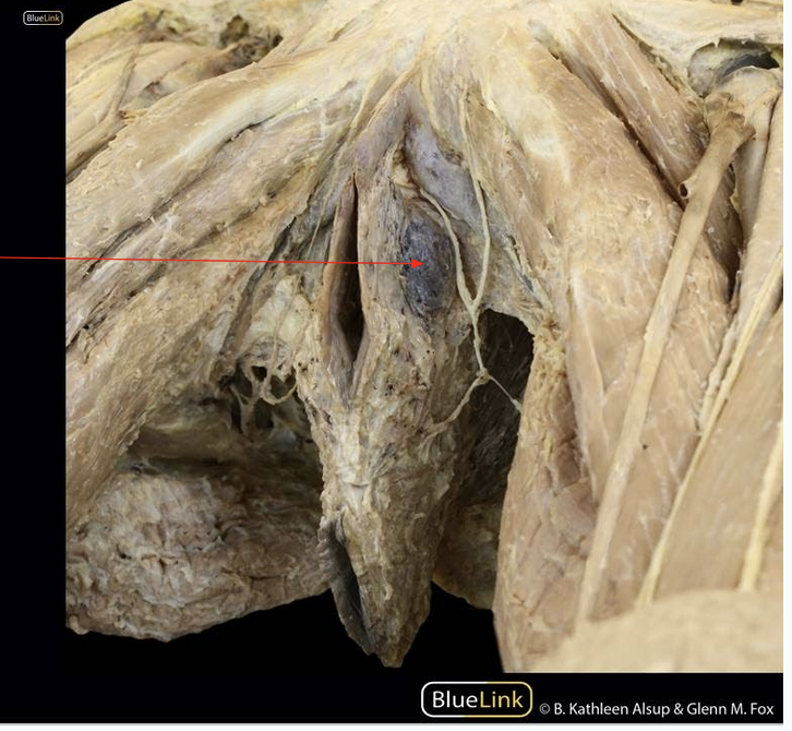 <p>ID Structure</p>