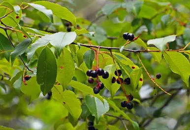 <p>Wild black cherry </p>