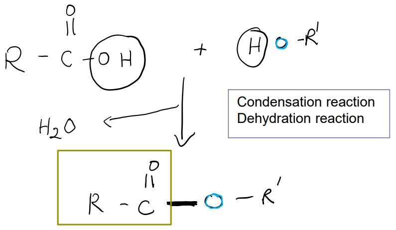 <ul><li><p>Linkage between carboxyl group and a hydroxyl group. </p></li><li><p>A condensation reaction and a dehydration reaction.</p></li><li><p>H<sub>2</sub>O is formed as a byproduct. </p></li></ul><p></p>