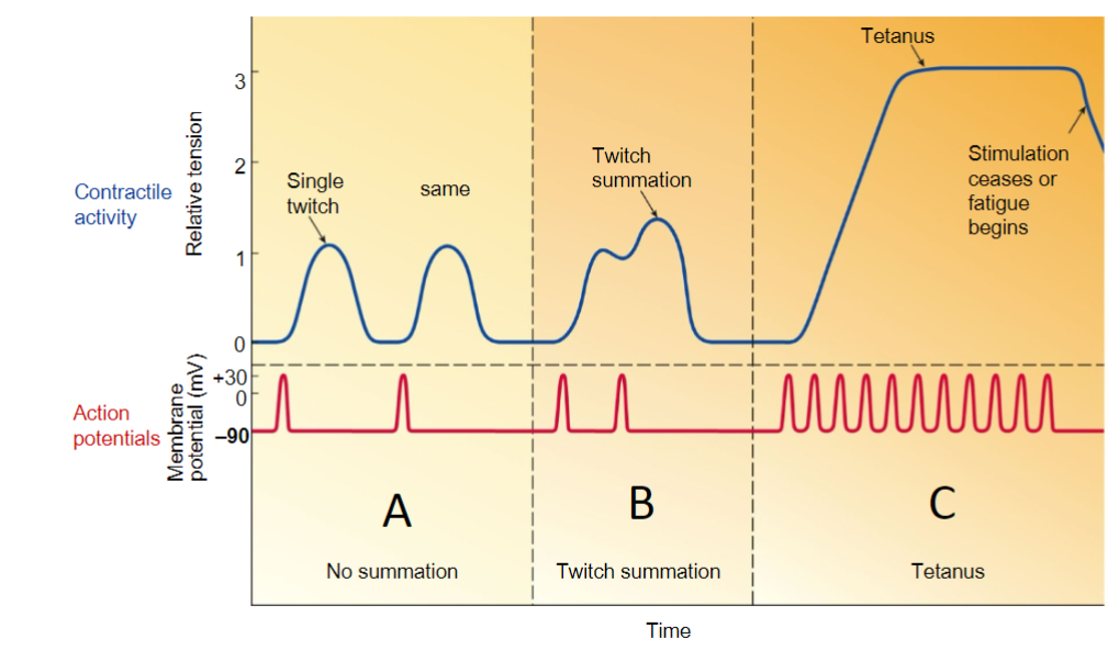 <p>*this type of tetanus is good because it allows us to have sustained muscle contraction, is VOLUNTARY. it is not referring to the tetanus toxin from bacteria</p><p>→ in this way tetanus/tetany is just referring to a sustained contraction</p>