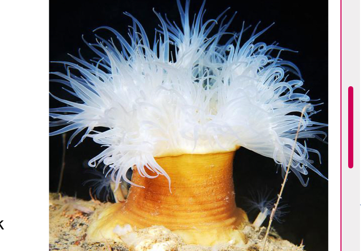 <p>Identify the pictured organism</p>