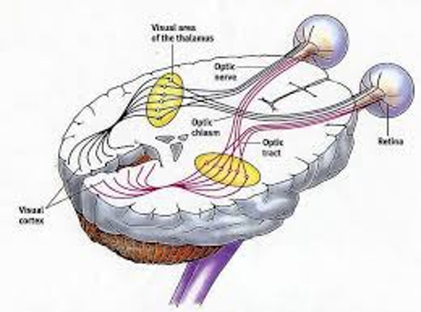 <p>takes visual information to the brain</p>