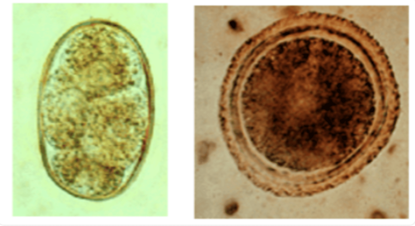 <p>Toxocara canis</p>