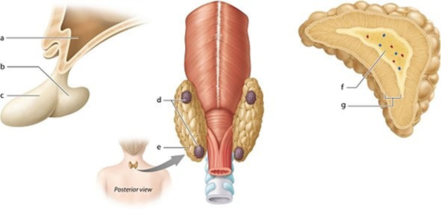 <p>adrenal medulla</p>