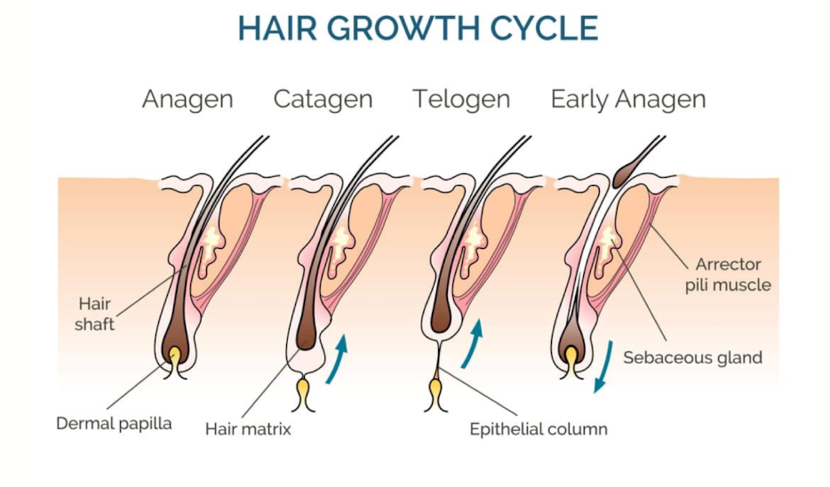 <ol><li><p><strong>Anagen</strong> - normal process of division</p></li><li><p><strong>Catagen</strong> - transient phase, hair bulb begins to cease action and slows down, hair is still in follicle but begins to move towards the surface</p></li><li><p><strong>Telogen</strong> - cells are quiesent, hair is moving towards surface where it will eventually fall, dermal papilla has almost no association or connection with matrix cells</p></li><li><p><strong>Early Anagen</strong> - before hair following, early anagen begins below, forming new hair follicle</p></li></ol><p></p>