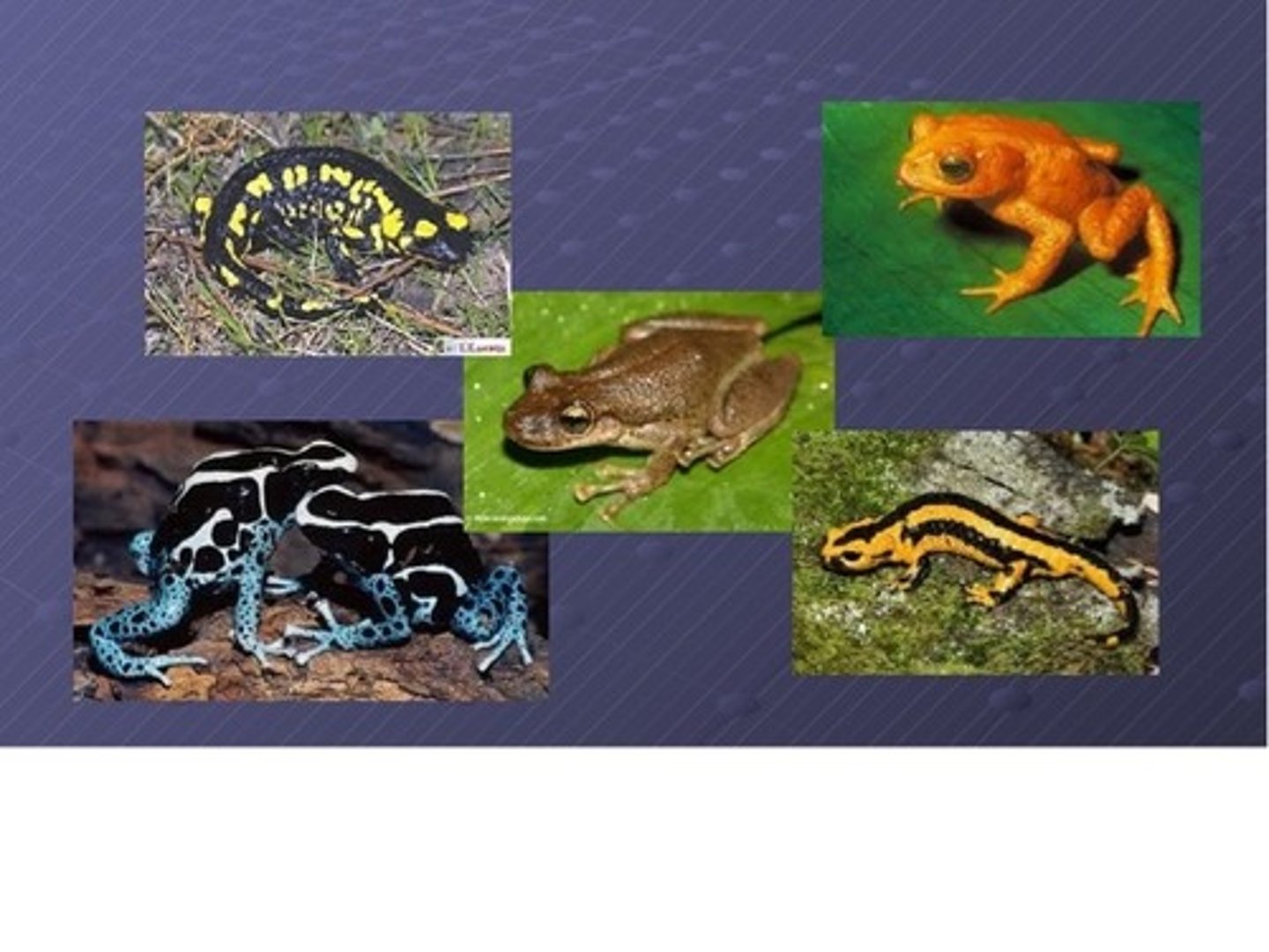 <p>Animal y planta que puede vivir en el agua y fuera de ella</p>