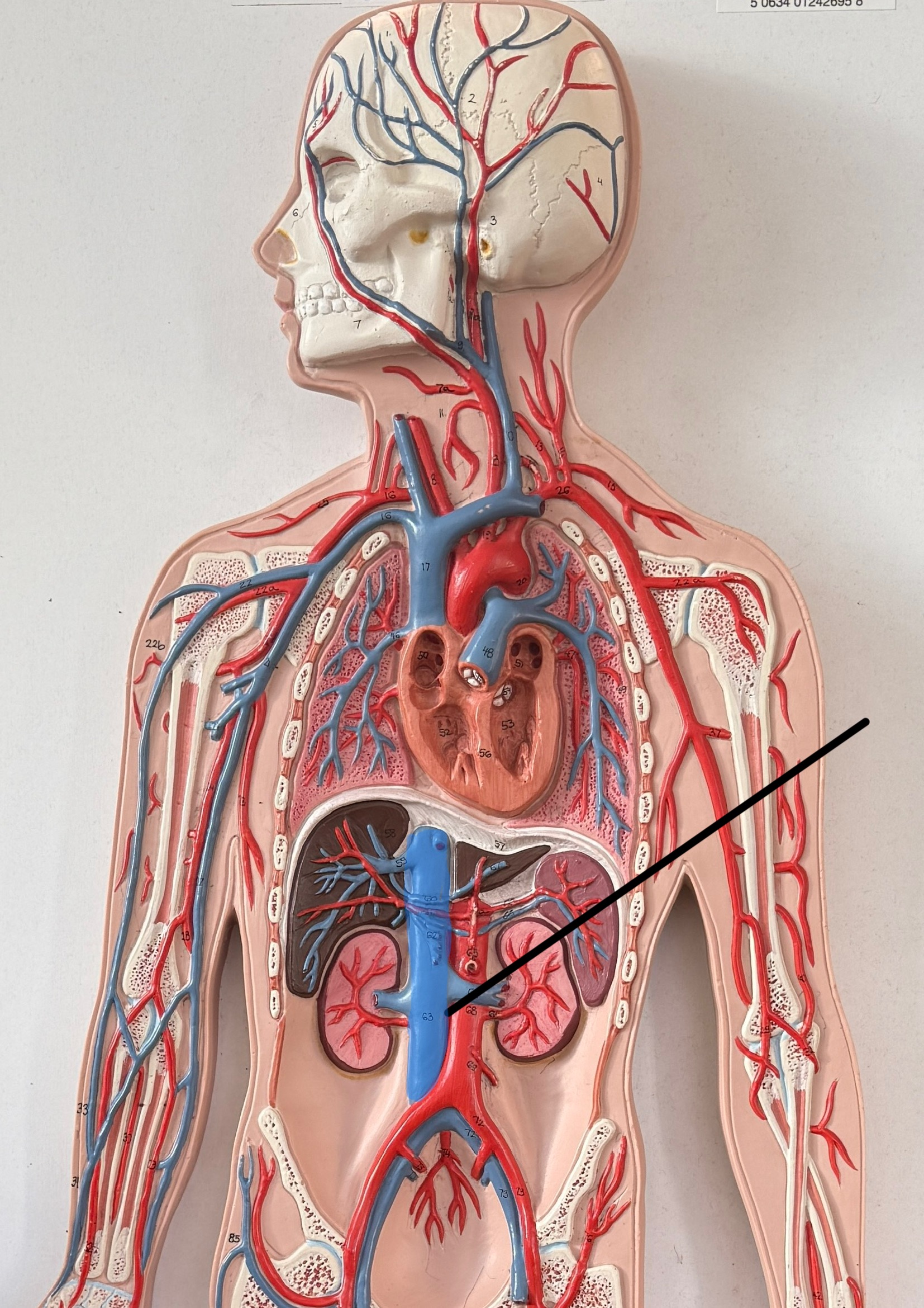 <p>Name this vein.</p>