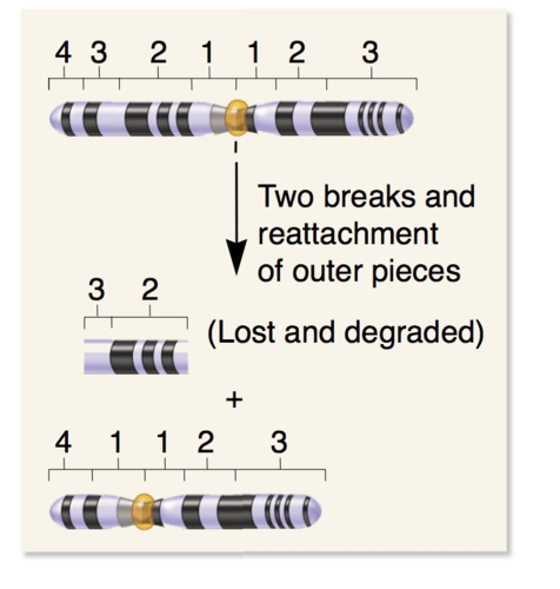 <p>Loss of an internal segment from a linear chromosome.</p><p></p><p><em>Usually caused by a chromosome break</em> </p>