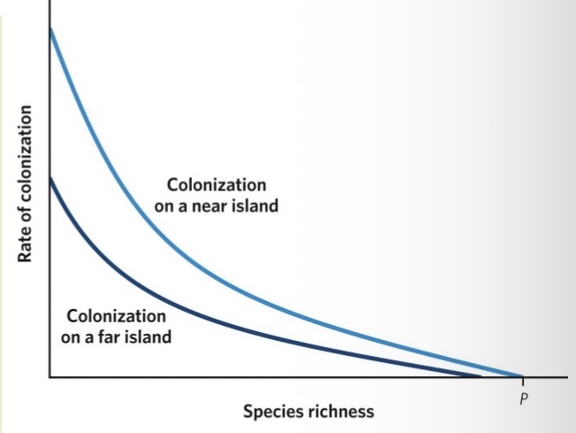 <ul><li><p>The theory assumes that ecological timescales are much faster than evolutionary timescales, so that the rate of new species arrivals on an island is primarily driven by immigration from somewhere else, rather than by speciation on the island.</p></li><li><p>Species richness increases when a new species that is not present on the island arrives; the rate of increase at which new species arrive slows when the island’s species richness is high, as many arrivals are already present on the island</p></li><li><p>The remoteness of an island influences immigration rates: higher immigration rates for islands that are closer to a source of species, such as the mainland</p></li></ul><p></p>