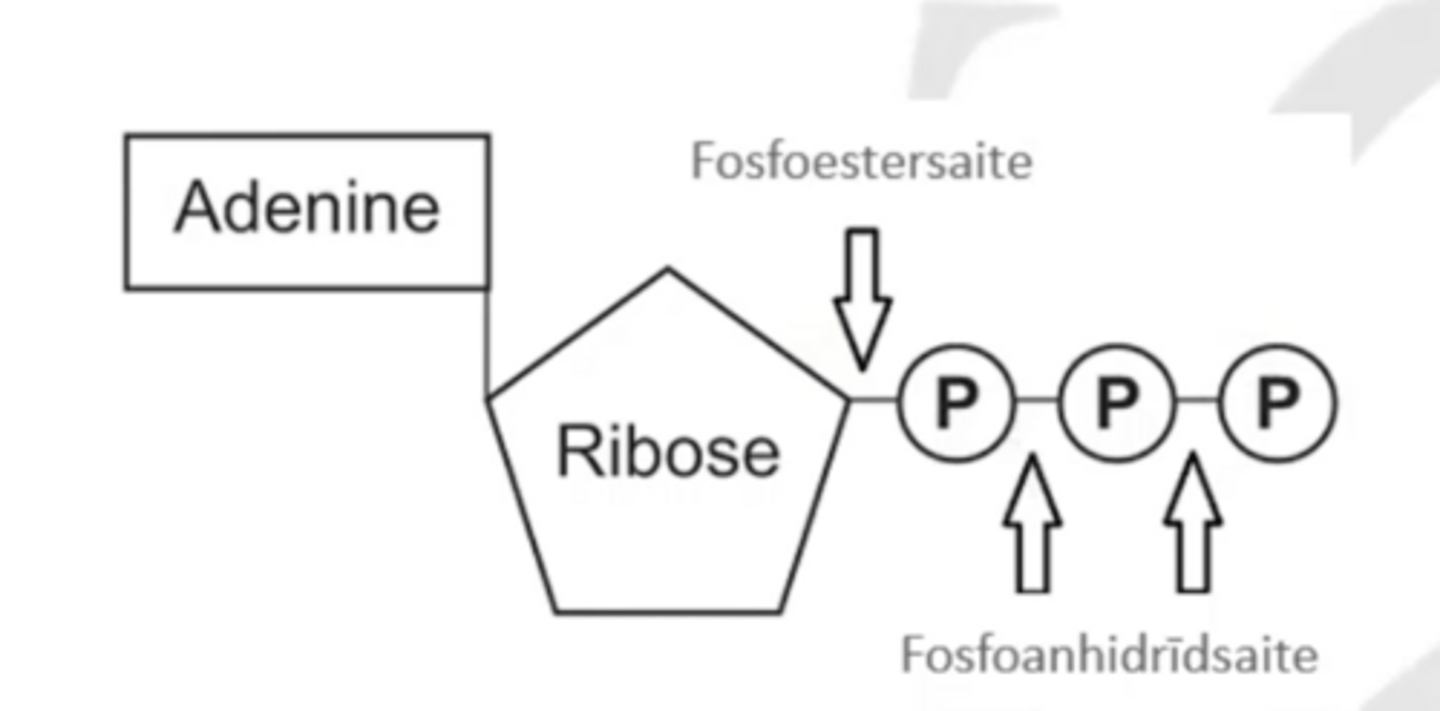 <p>šūnas membrānās nav transportieru kas spētu fosforalizētās monosaharīdu molekulas izvest no šūnas. (glikoze ieslodzīta šūnā, tas nodrošina energy nodrošināšanu konkrētajai šūnai)</p><p>Enzimātiskās reakcijas veidojošās saites ar fosforilgrupām nodrošina metaboliskās enerģijas saistīšanu</p><p>Fosforilētie produkti saistās vieglāk ar enzīmiem: Saistīšanās enerģija (P + EAC) samazina aktivitātes enerģiju un palielina specifiskumu</p>