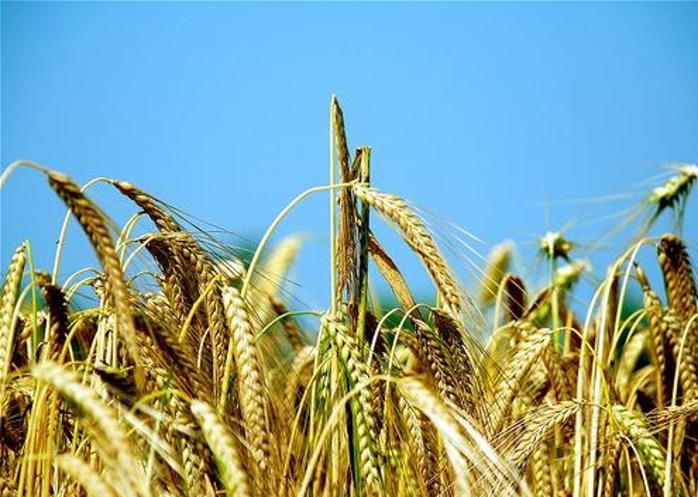 <p>рожь</p>