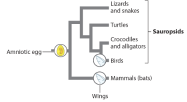 <p>the wing is a(n) _ trait because it evolved independently in birds and bats (mammals) and was not present in their common ancestor. </p><p>analogous</p><p>homologous</p>