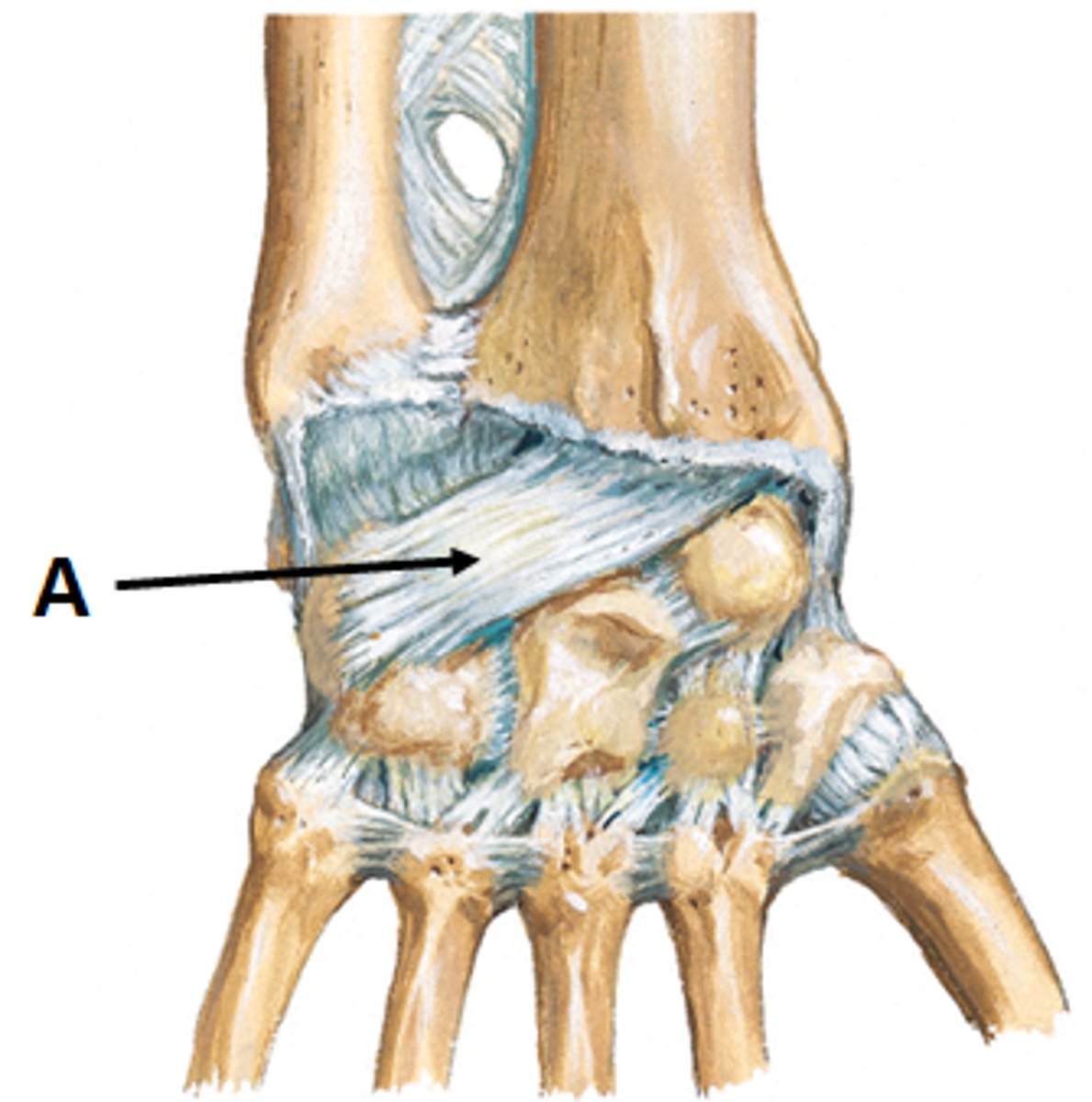 <p>on posterior wrist; from radius to carpal bones; limits wrist flexion</p>