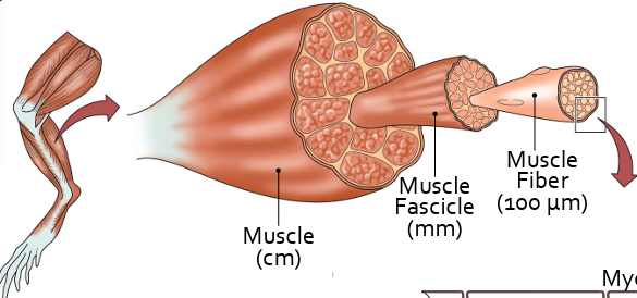 <p>muscle (cm) → muscle fascicle (mm) → muscle fiber (100 um) </p>