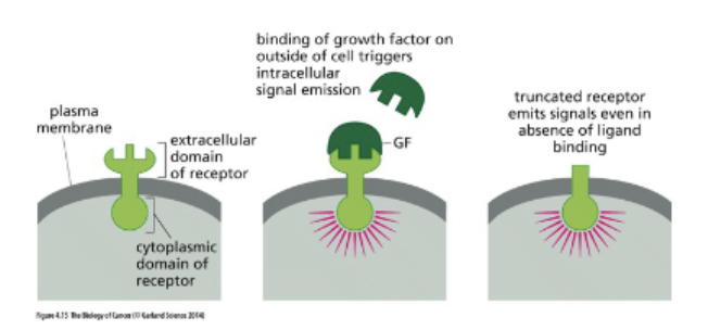 <p>truncation = growth without signal</p>