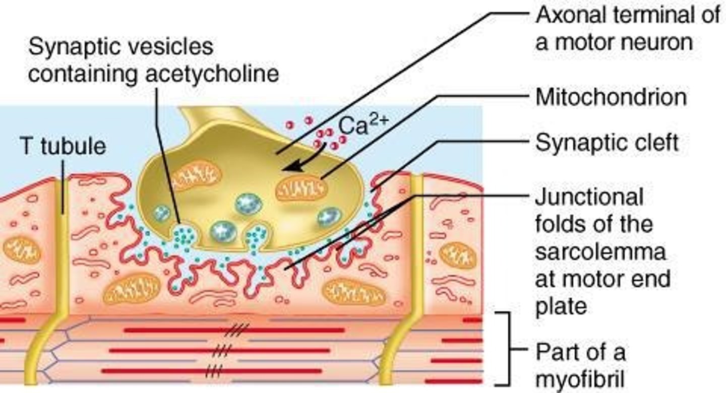 <p>The site where the axon of a motor nerve communicates with a muscle fiber, essential for muscle contraction.</p>