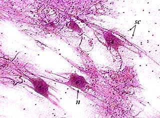 <p>nervous tissue</p>