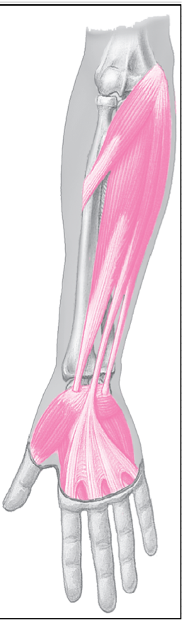 <p>Pertaining usually to muscles that arise or originate outside of (proximal to) body part upon which they act </p><p>EX: forearm muscles that attach proximally on distal humerus and insert on fingers</p>