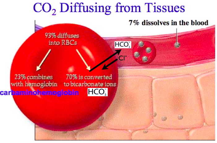 <ul><li><p>CO<sub>2 </sub>reacts with water in the RBC to produce carbonic acid (H<sub>2</sub>CO<sub>3</sub>). </p></li><li><p>Carbonic acid is very instable so it quickly dissociates into </p><ul><li><p>bicarbonate ions (HCO<sub>3</sub><sup>-</sup>) and Hydrogen (H<sup>+</sup>). </p></li></ul></li><li><p>The hemoglobin binds to the free H<sup>+</sup> and limits the pH change of blood. </p></li><li><p>The HCO<sub>3</sub><sup>-</sup> is then transported out of the RBCs and released in the plasma, <mark data-color="yellow" style="background-color: yellow; color: inherit;">in exchange for a chloride ion, </mark>as seen in the following image. </p></li><li><p>In this process, a chloride Cl<sup>-</sup> ion comes into the RBC from the blood to balance the charge (known as chloride shift), and HCO<sub>3</sub><sup>-</sup> is transported to the lungs. There, the HCO<sub>3</sub><sup>-</sup> dissociates into H<sub>2</sub>0 and CO<sub>2</sub> from where CO<sub>2</sub> is expelled out during exhalation.</p></li></ul><p></p>