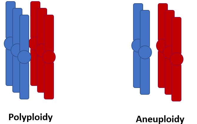 <p><span>Polyploidy is a chromosomal aberrance that is a multiple of 23. For example, cells could have 46 pairs of chromosomes in this case.</span></p><p></p><p><span>Aneuploidy is a chromosomal aberrance as well that is just one pair of chromosomes that is either missing or in excess.</span></p><p></p>