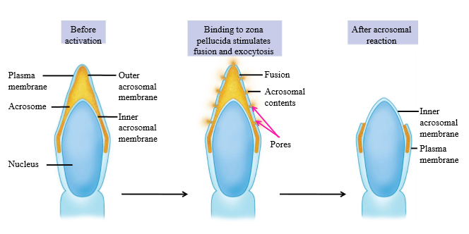 <p>When sperm binds to zona pellucida, Pores are made in acrosome, and acrosomal contents are released. Acrosomal enzymes digest zona pellucida for sperm to fertilize ova.</p>