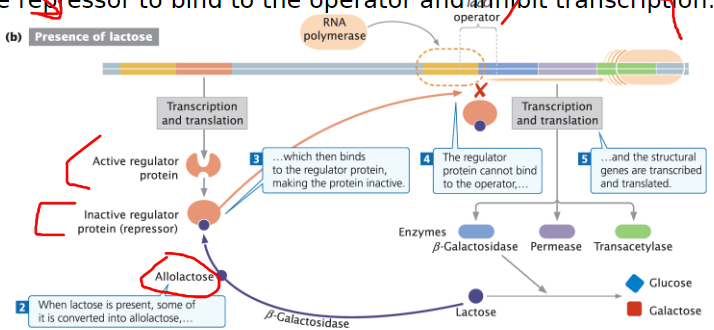 <p><strong>Allolactose Formation</strong><br>āLactose is converted into glucose, galactose, and some allolactose<br>āAllolactose keeps the operon in the āonā position</p><p><strong>Repressor Inactivation</strong><br>āAllolactose binds to the repressor, causing it to release from the operator<br>āRepressor cannot bind to the operator</p><p><strong>Transcription and Translation</strong><br>āRNA polymerase binds to the promoter and initiates transcription of lacZ, lacY, and lacA<br>āStructural genes are transcribed and translated</p><p><strong>Termination</strong><br>āOnce lactose is depleted, no more allolactose is produced<br>āRepressor binds again to the operator, inhibiting transcription</p>