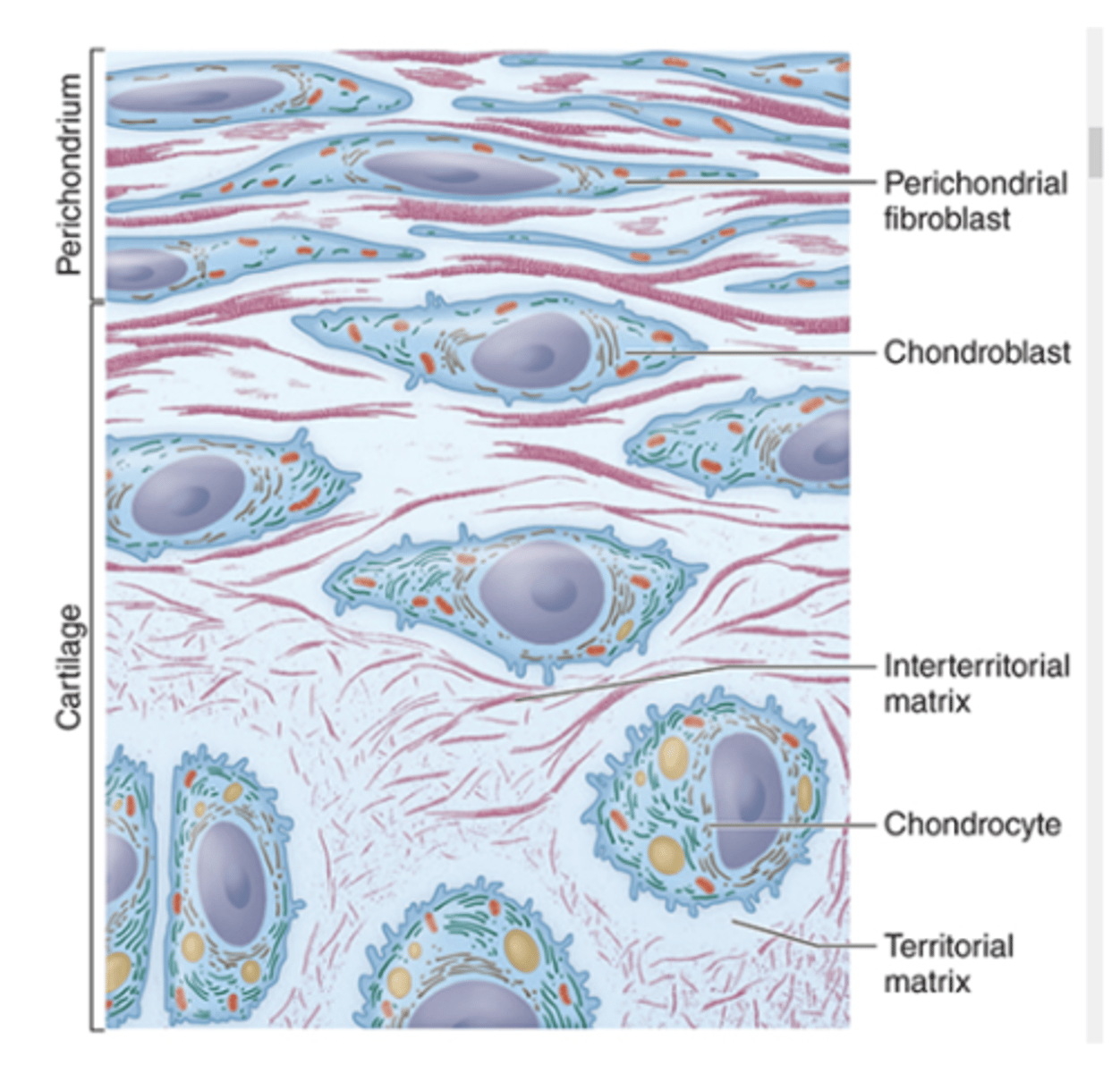 <p>What surrounds cartilage and provides support?</p>