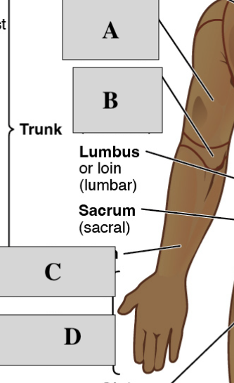 <p>Posterior Arm (focus on blanks)</p>
