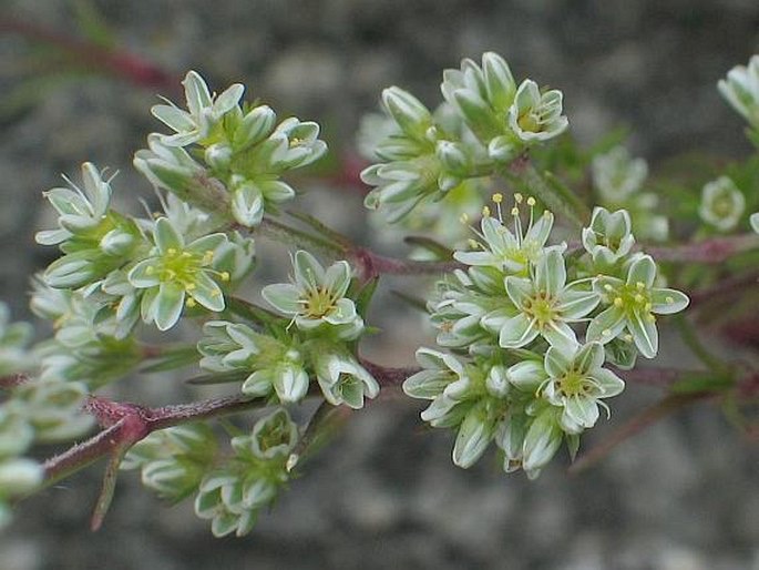 <p>Scleranthus perennis - <strong>Ranunculaceae</strong></p>