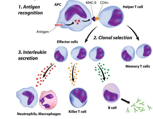 <p>Ligand on one cell binds with a receptor on another </p>