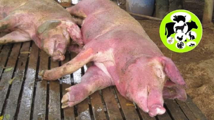 <p><strong>Hog Cholera</strong> - Classical Swine fever &amp; African Swine fever</p><ul><li><p><strong>Caused </strong>by: </p><ul><li><p>CSF - Genus Pestivirus, fam. Flaviviridae - <span style="color: blue;">RNA virus</span></p></li><li><p>ASF - Genus Asfivirus, fam. Asfaviridae - <span style="color: green;">DNA virus  </span></p></li></ul></li><li><p><strong>Species</strong>: Domestic pigs &amp; Wild boards (natural reservoirs) + Warthogs</p><ul><li><p>All age groups are equally susceptible </p></li></ul></li><li><p><strong>Transmission</strong>: direct contact, fomites (vehicles, clothes), eating garbage with infected meat, wild boar reservoir </p><ul><li><p>Transplacental - only in CSF</p></li><li><p>Ticks - only in ASF</p></li><li><p>Virus remain in blood, tissues, secretion + excretions of sick and dead animals.</p></li><li><p>Recovered animals - chronic infected, acting as carriers</p></li></ul></li><li><p>IP: up to 2 weeks</p></li><li><p><strong>CS </strong>- Indistinguishable in the field - both are very similar!</p><ul><li><p><strong>Peracute</strong>: Sudden death, few lesions</p></li><li><p><strong>Acute</strong>: often affects whole herd </p><ul><li><p>Fever, depression, loss of appetite, weak, recumbency, </p></li><li><p>Ataxia, paresis, convulsions</p></li><li><p>watery diarrhea/constipation,</p></li><li><p>can vomiting bile, resp. distress, </p></li><li><p><span style="color: purple;">can develop skin hemorrhages (ears, abdomen, inner thighs), or cyanotic discoloration of legs, ears, tail. </span></p></li><li><p>abortion</p></li><li><p>mortality up to 100% - within 3 weeks</p></li></ul></li><li><p><strong>Chronic</strong>: non-specific CS, weight loss, fever, skin ulcers, arthritis, resp. disease</p></li></ul></li><li><p><strong>Pathology</strong>: Widespread hemorrhages, swollen LN, <span style="color: blue;">“button ulcers” in colon </span>(CSF)</p></li><li><p><strong>Diagnosis</strong>: RT-PCR + PCR, virus isolation in cell culture, Immunofluorescence, ELISA, neutralization test </p><ul><li><p>samples: tonsils, LN, spleen, kidneys, blood</p></li></ul></li><li><p><strong>Treatment</strong>: No treatment for either </p></li><li><p><strong>Prevention/control by: </strong></p><ul><li><p>Vaccine only in CSF</p></li><li><p>Import control, quarantine, sterlization of waste food, pig ID, recording system, hygiene, protecting domestic pigs from contact with wild boar</p></li><li><p>Vaccination with modified live virus strains - in countries where CSF is enzootic </p></li><li><p>outbreaks → slaughter all affected, disinfection, disposal, surveillance, epidemiological investigation </p></li><li><p>tick control in ASF </p></li></ul></li><li><p>Environmental resistance: Survives months in chilled meat, years in frozen meat, killed by cooking, inactivated by chlorine disinfectants, sensitive to UV and Drying</p></li></ul><p></p>