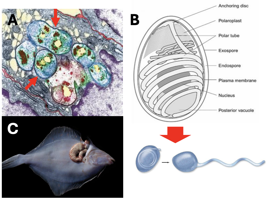 <ul><li><p>Infection uses <strong>sporoplasm</strong></p></li><li><p>Can be <strong>hyperparasites</strong> that infect parasites and form hypertrophic tissues called<strong> xenoma</strong></p></li></ul><p></p>