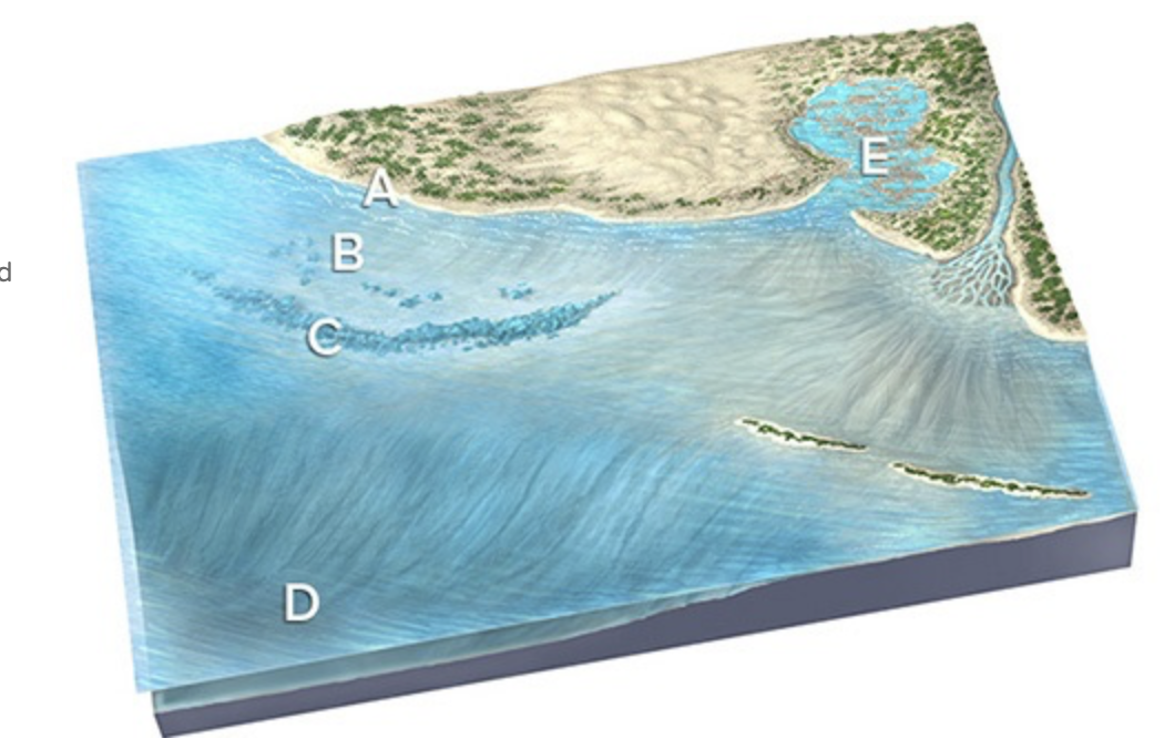 <p>Fine-grained sediment like mud and dust would most likely be present at </p>