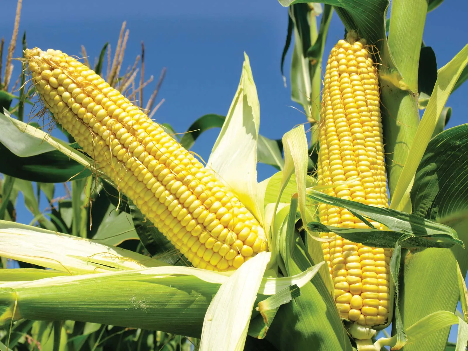 <p>Maize </p>