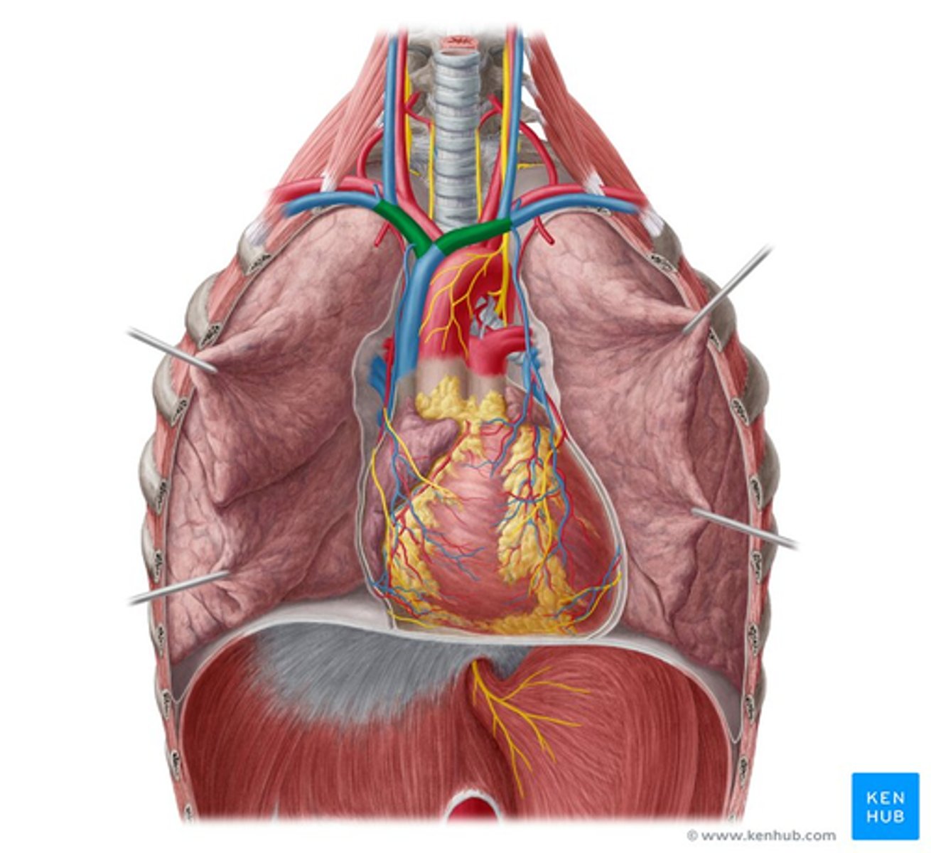 <p>afvoer naar: vena cava superior</p><p>drainagegebied: hoofd, nek, bovenste ledemaat, bovenste thorax</p>
