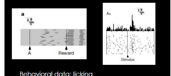 <p>Stage 1 asocaite A with Reward </p>