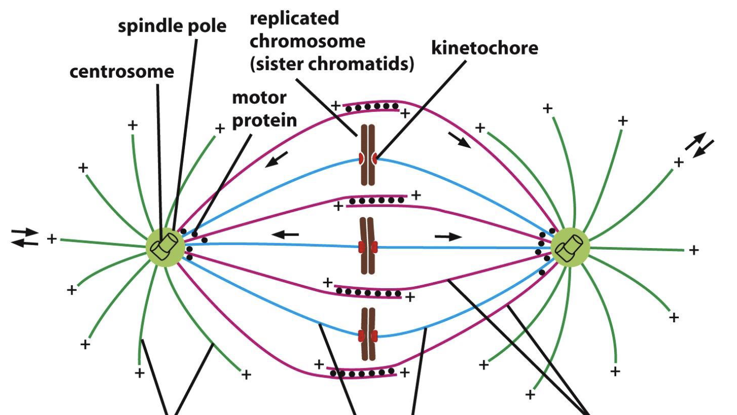 <p>what are the green microtubules?</p><p>blue microtubules?</p><p>purple microtubules?</p>