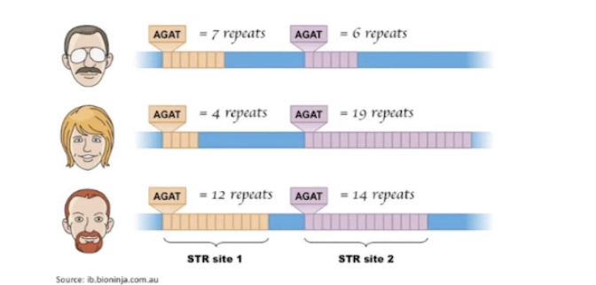 <p>Short tandem repeats</p>