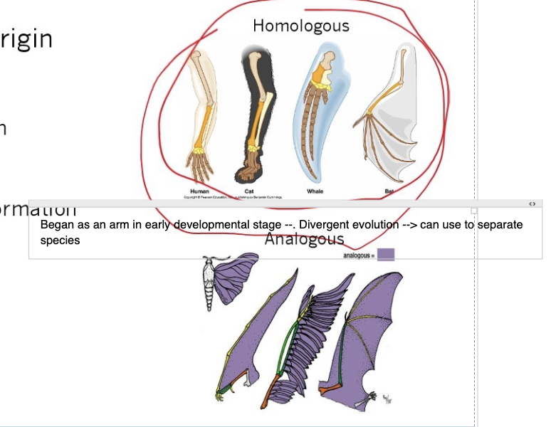 <ul><li><p>similar origin</p></li><li><p>Result from common ancestry </p></li><li><p>Are a product of divergent evolution </p></li><li><p>Fundamental to systematics </p></li><li><p>Similar structure and embryonic formation</p></li></ul><p></p>