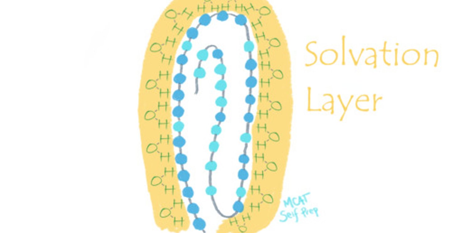 <p>The solvation shell is the layer of solvent that surrounds a protein. An example of a solvation shell is when the partially-negative oxygen atoms of water molecules surround the positively charged amino acid residues on the exterior surface of a protein, thus stabilizing the conformation of this protein.</p><p>Struggling with the one-letter abbreviations, three-letter abbreviations, structures, and the essential properties of Amino Acids? Learn how to conquer any Amino Acid MCAT question using Andrew's Amino Acid Mastery Course @ https://mcatselfprep.com/course/andrews-amino-acid-mastery-course/</p>