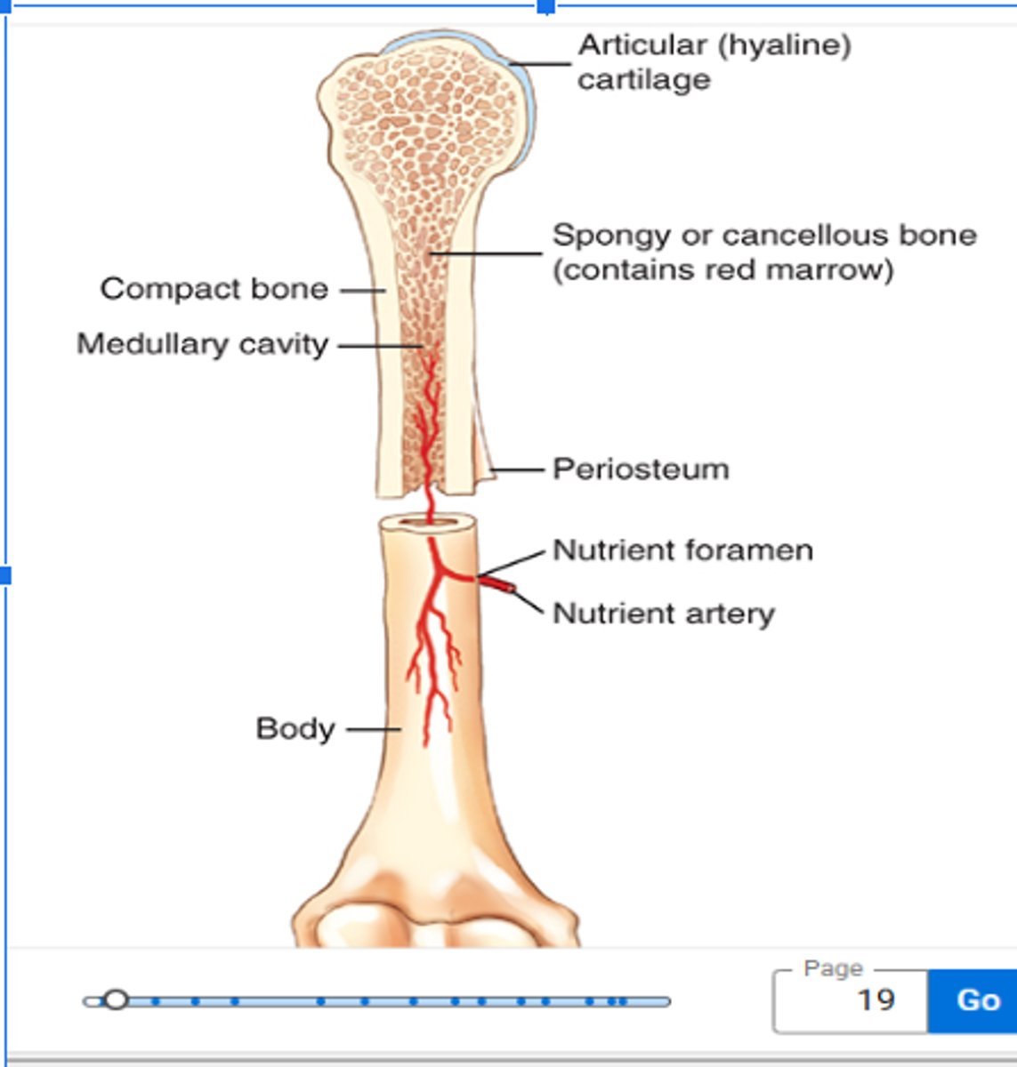 <p>medullary cavity</p>