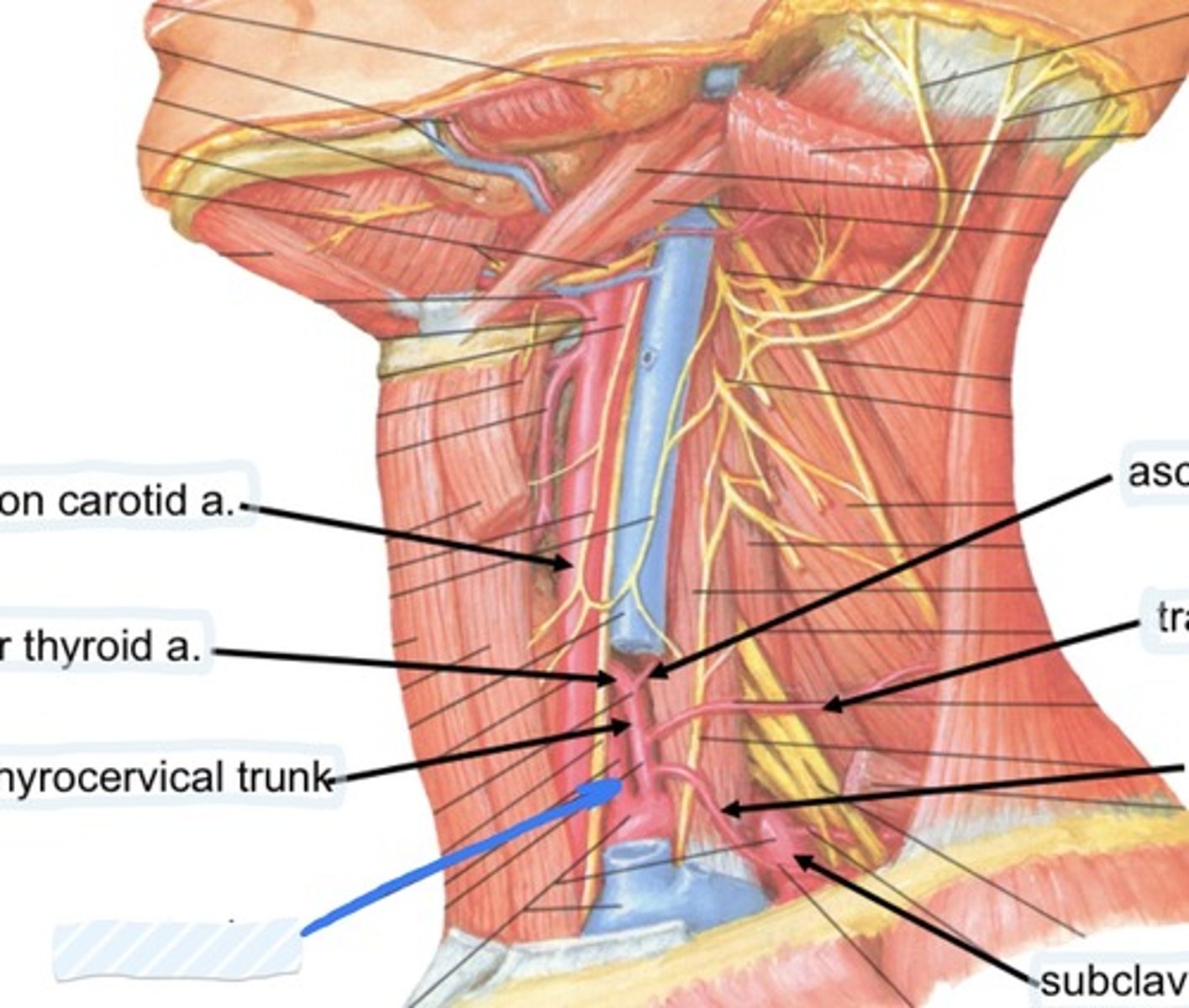 knowt flashcard image