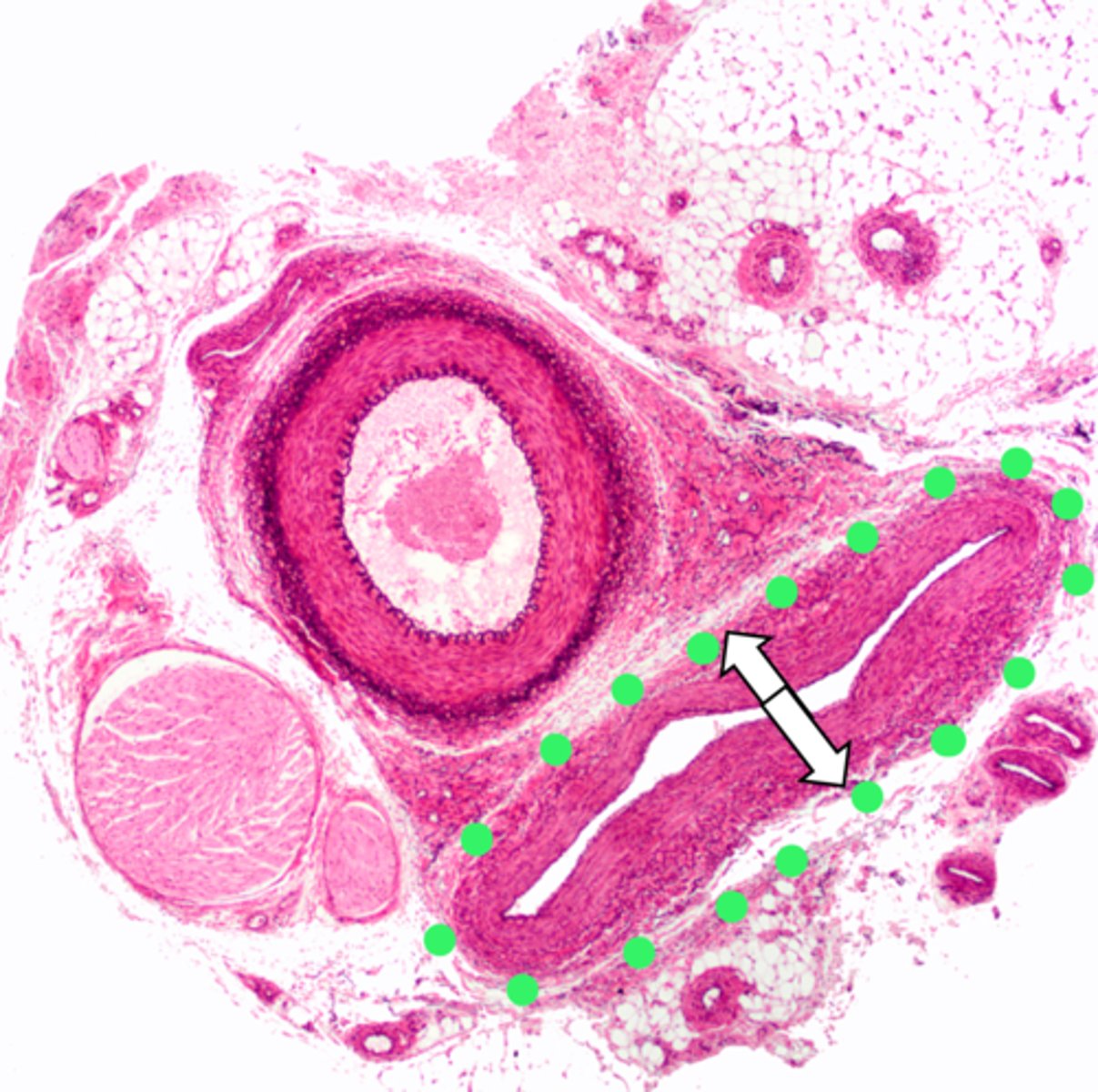 <p>name the structure</p>